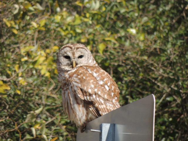 Barred Owl Photo by Tony Heindel