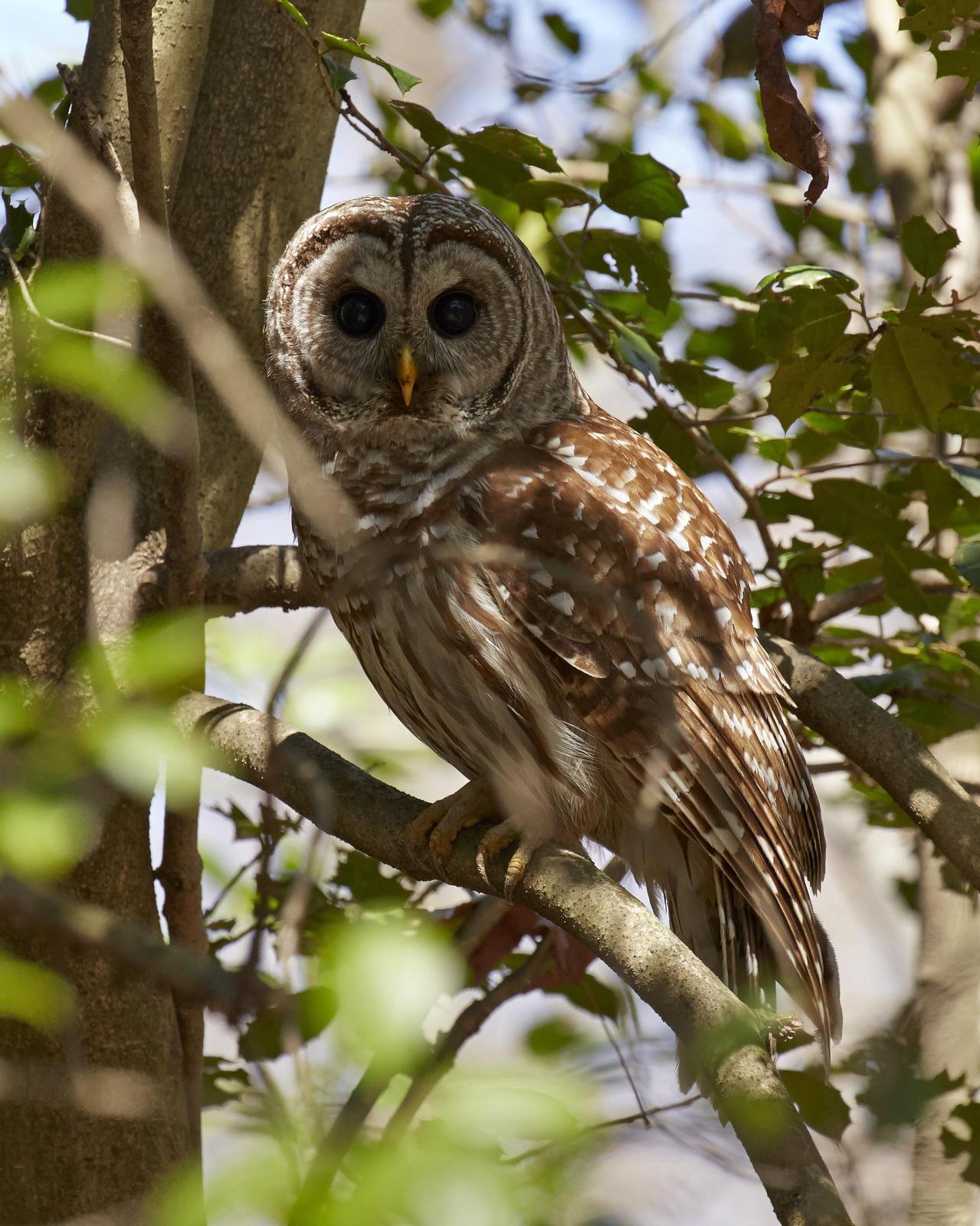 Barred Owl Photo by Eric Eisenstadt