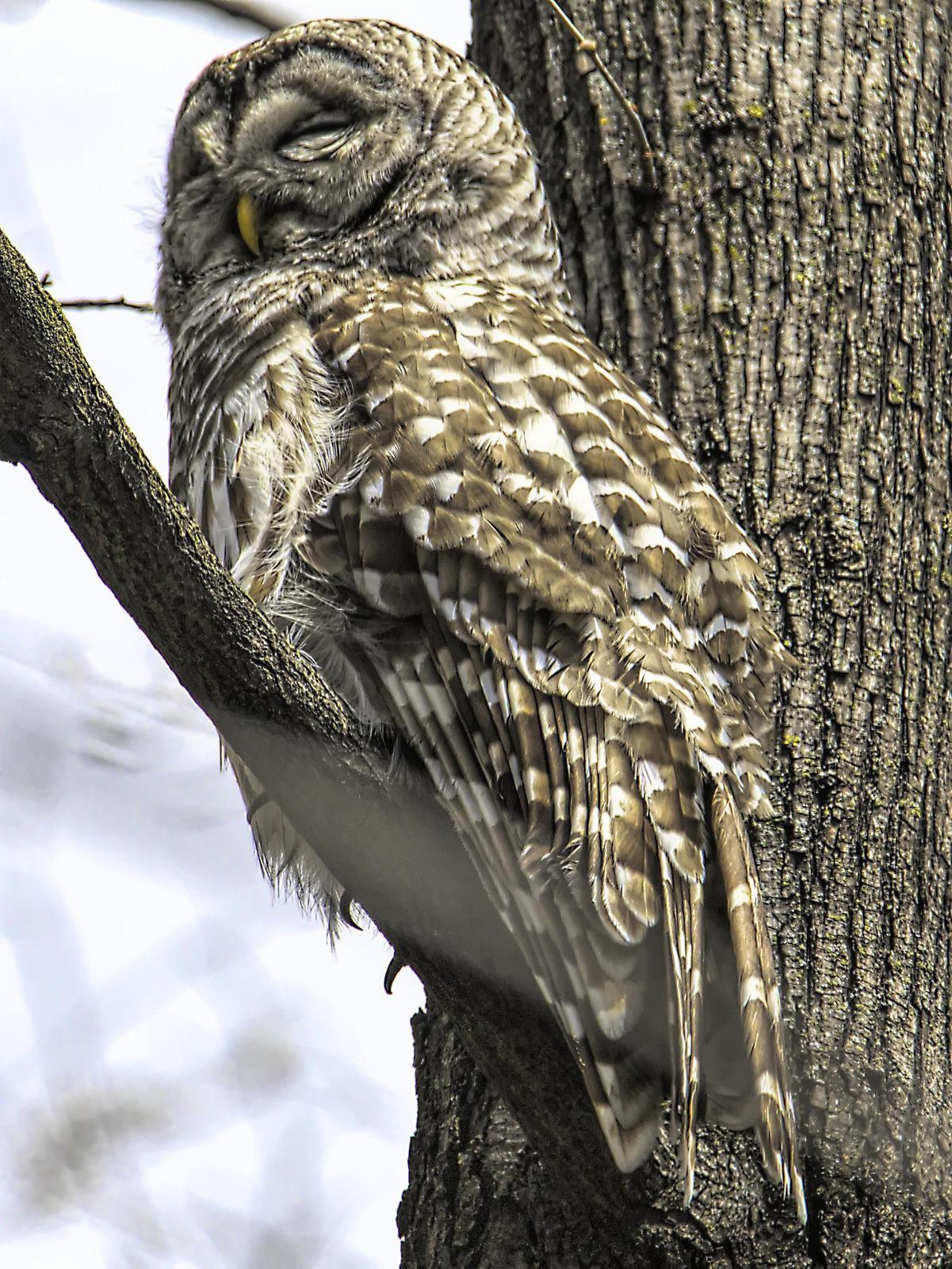 Barred Owl Photo by Dan Tallman