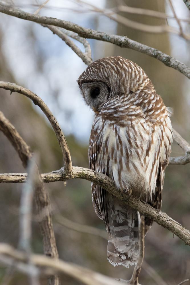 Barred Owl Photo by Amanda Fulda