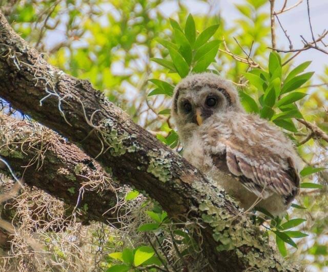 Barred Owl Photo by Gina Noggle
