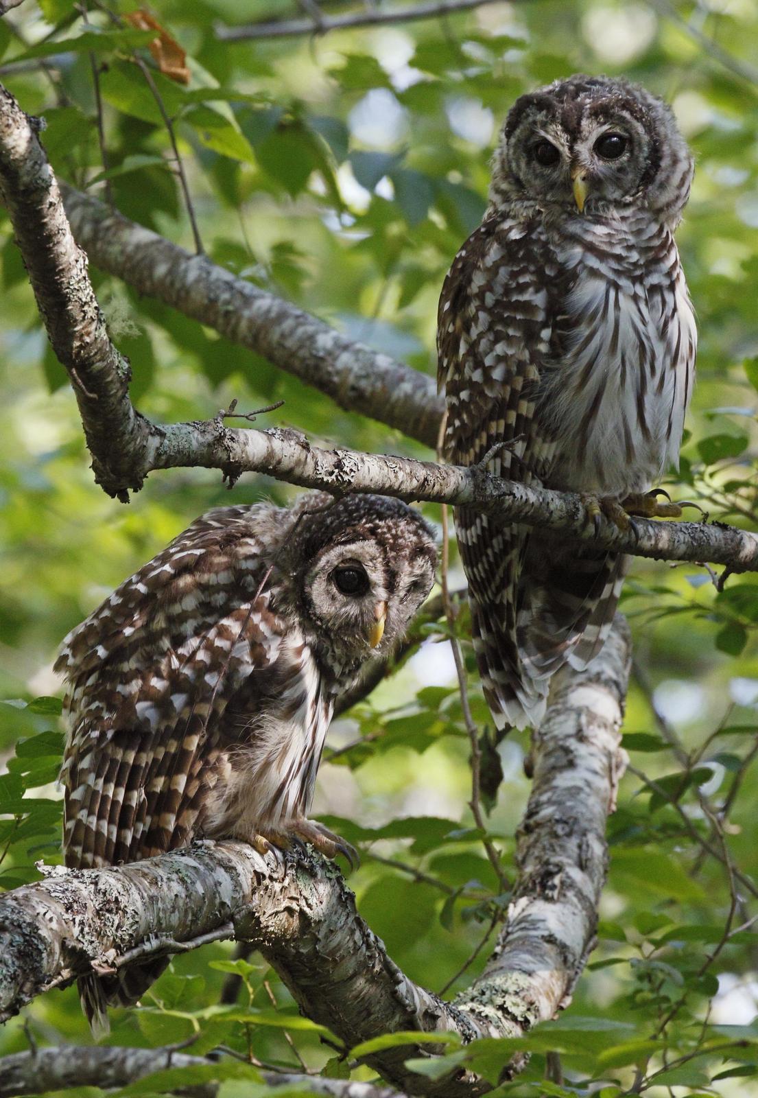 Barred Owl Photo by Emily Willoughby