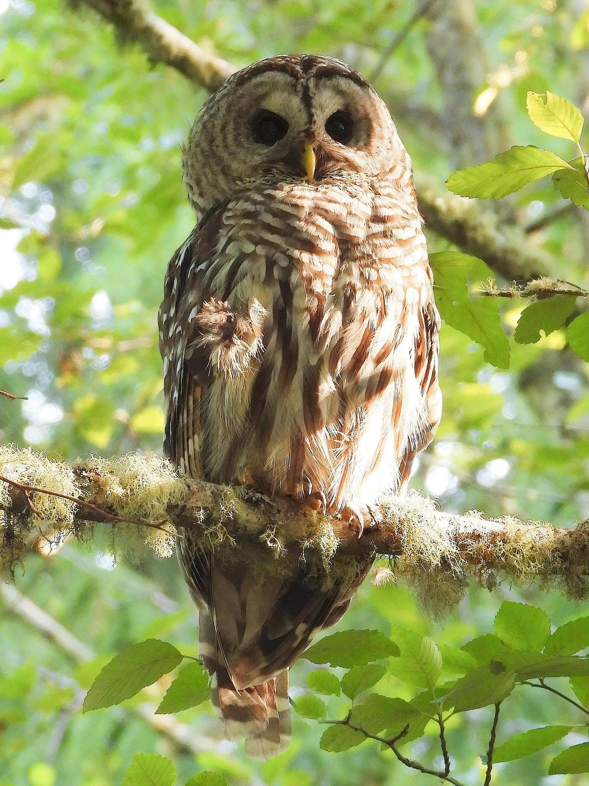 Barred Owl Photo by Dan Tallman