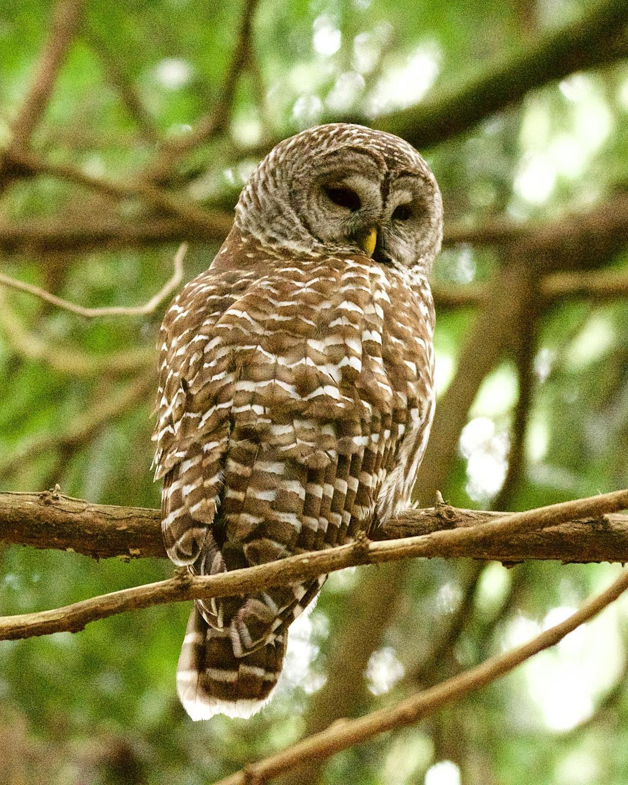 Barred Owl Photo by Brian Avent