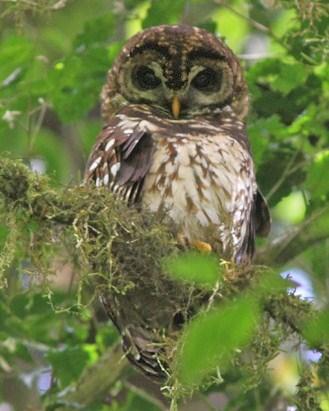 Fulvous Owl Photo by Amy McAndrews
