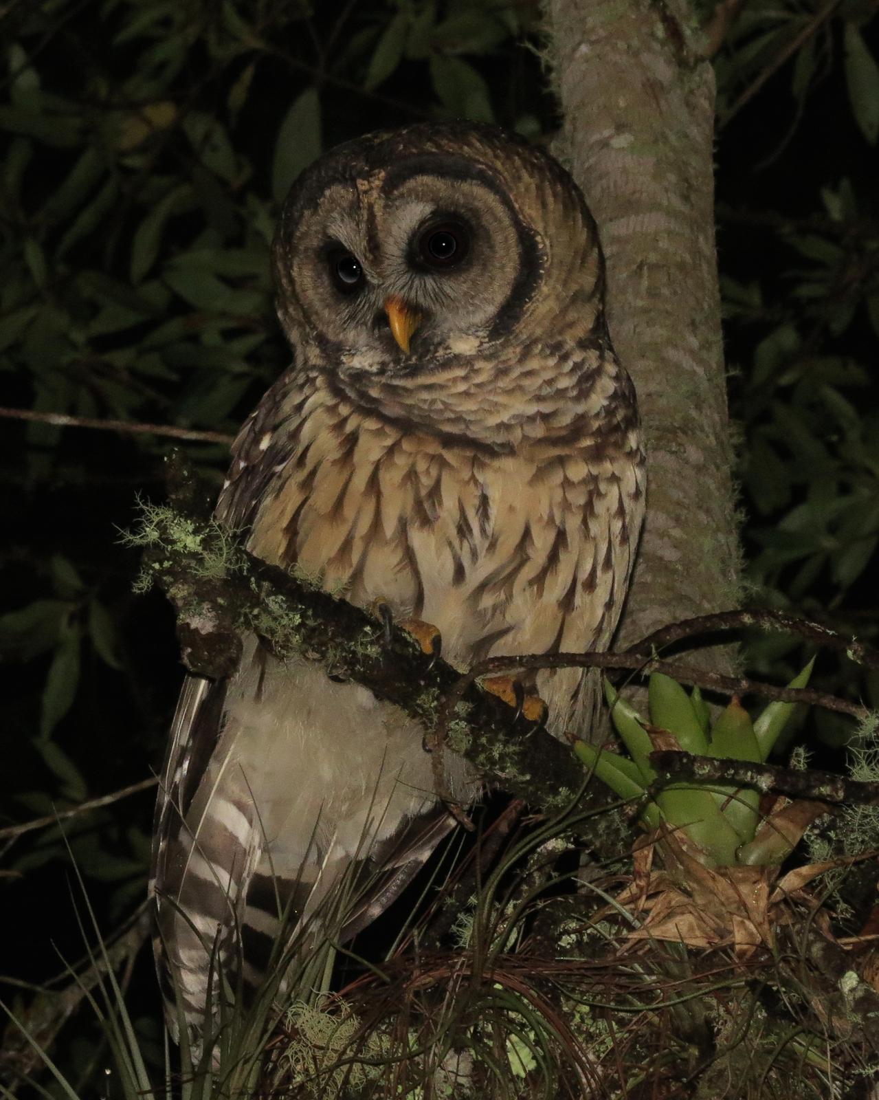 Fulvous Owl Photo by John van Dort