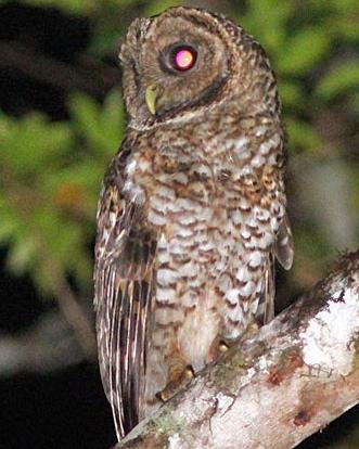 Rusty-barred Owl Photo by Richard C. Hoyer