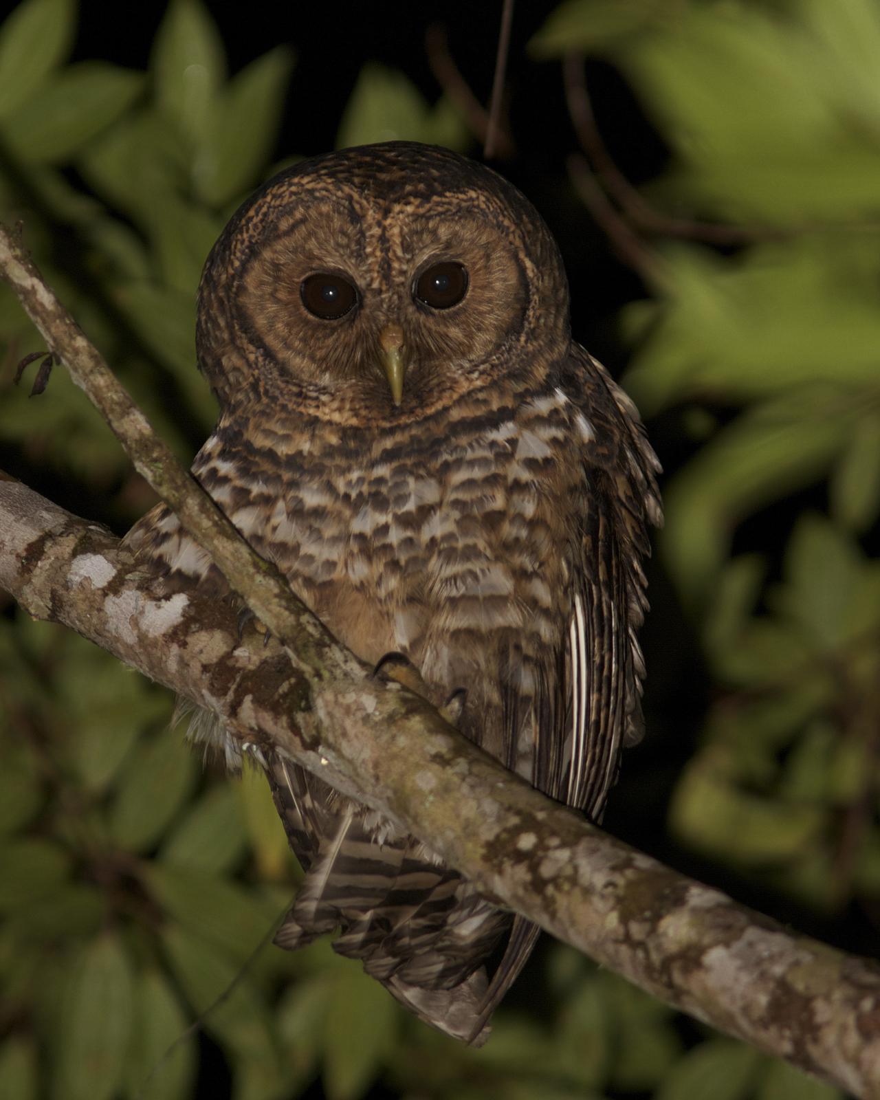 Rusty-barred Owl Photo by Marcelo Padua