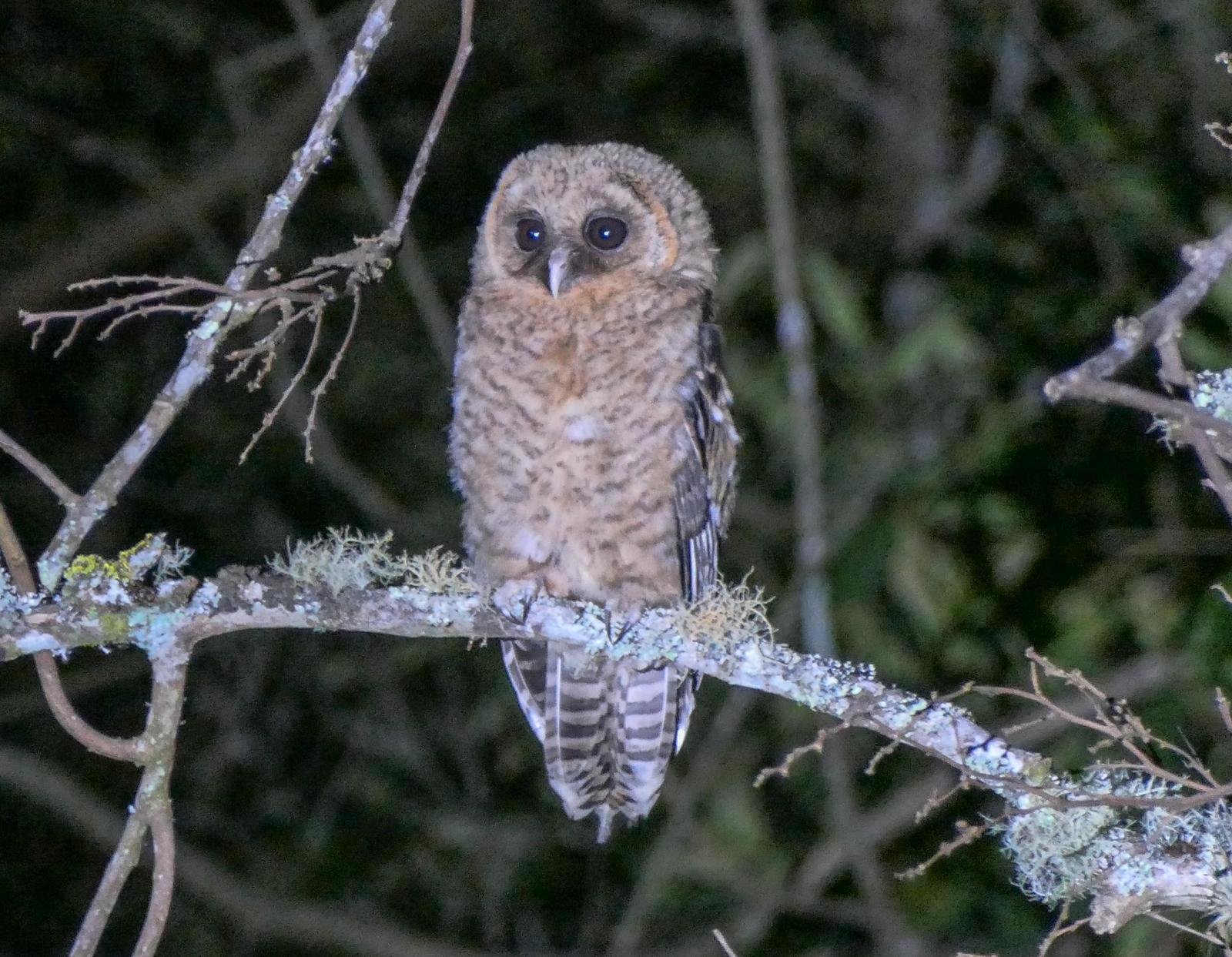 Rusty-barred Owl Photo by Randy Siebert