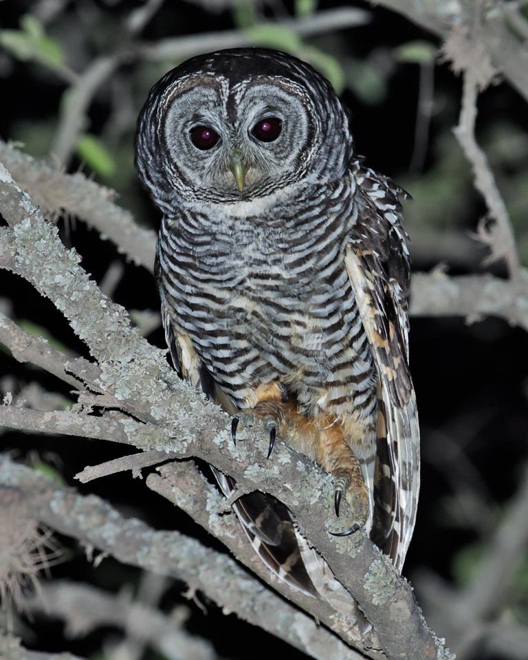 Chaco Owl Photo by Nick Athanas