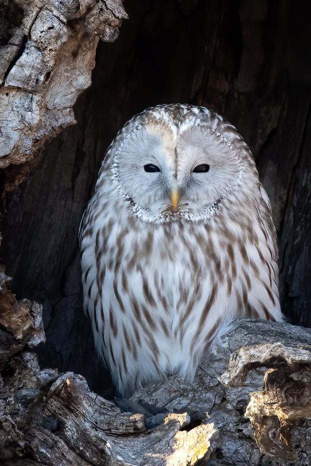 Ural Owl Photo by Julie Edgley