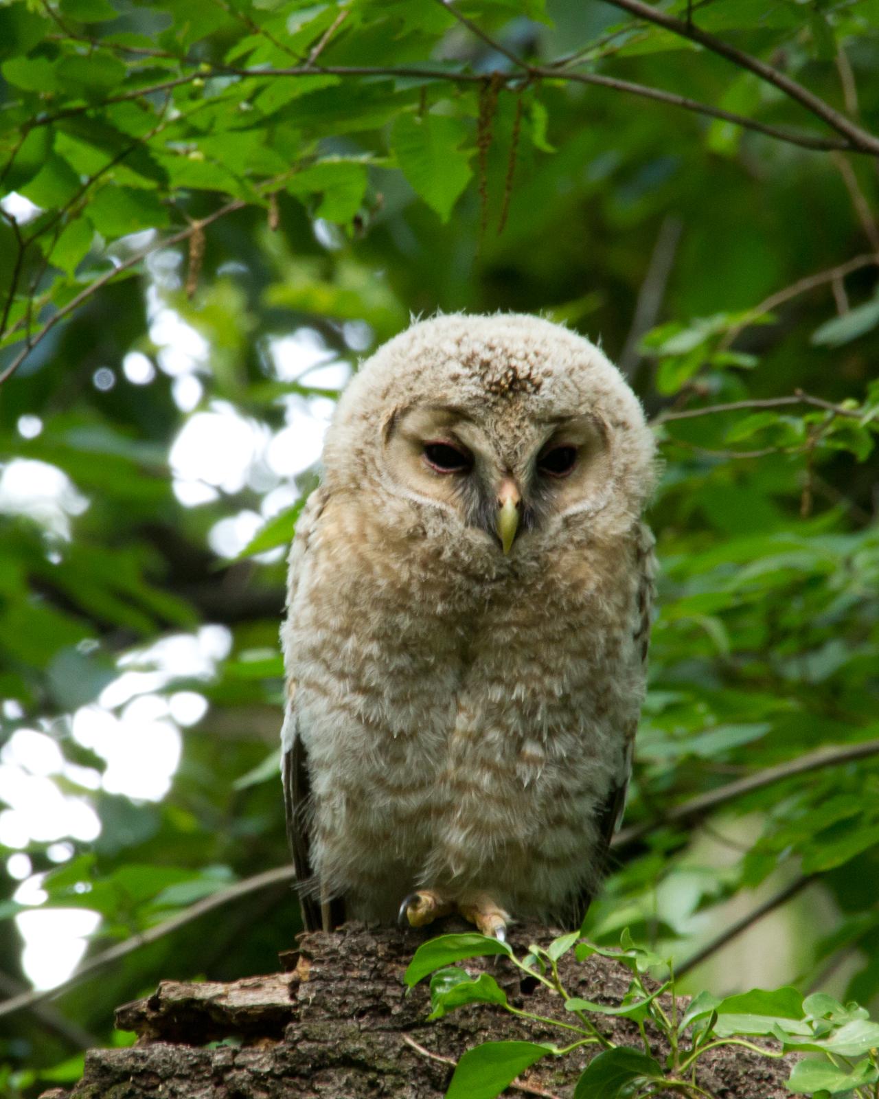 Ural Owl Photo by Kasia  Ganderska Someya 