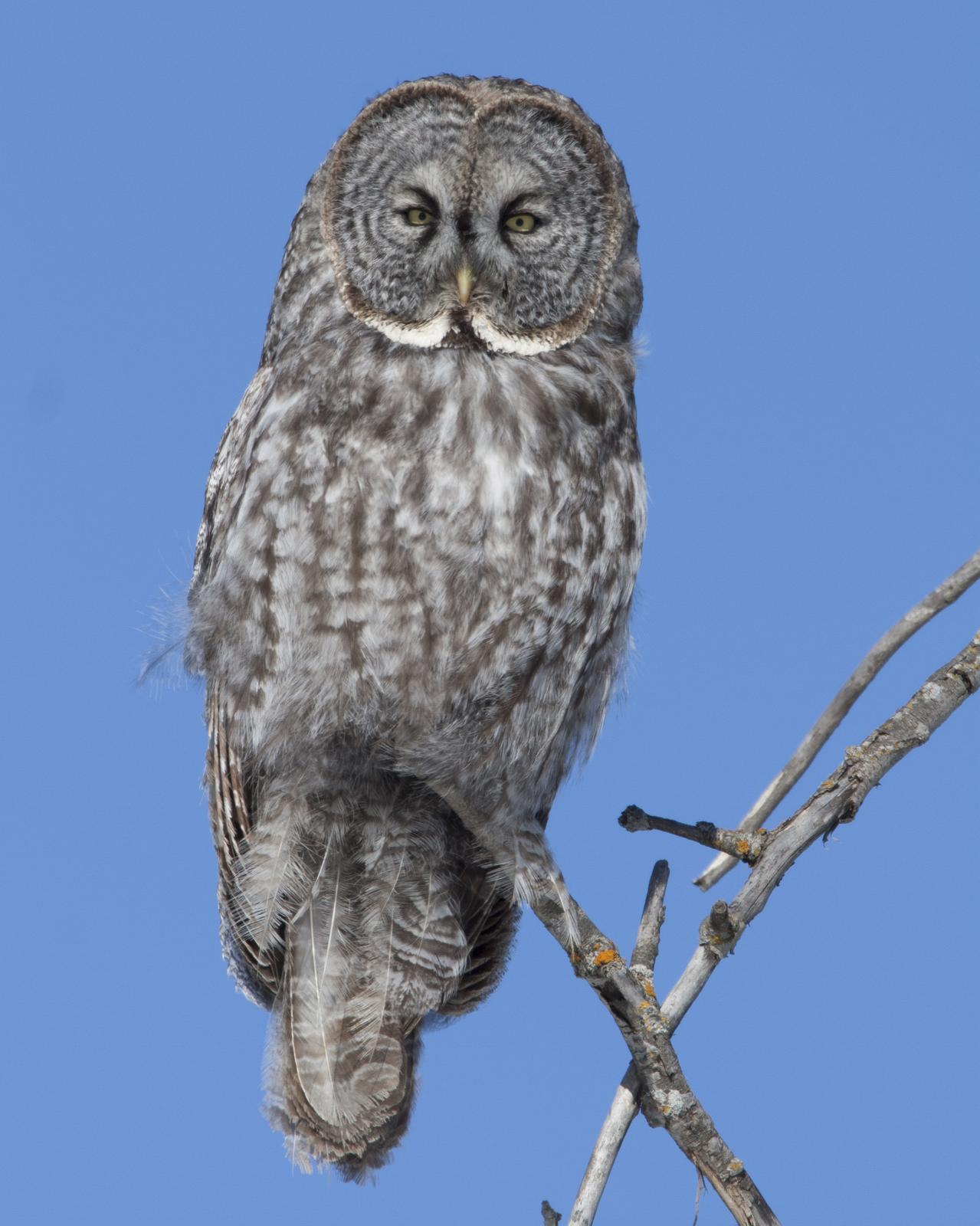 Great Gray Owl Photo by Jeff Moore