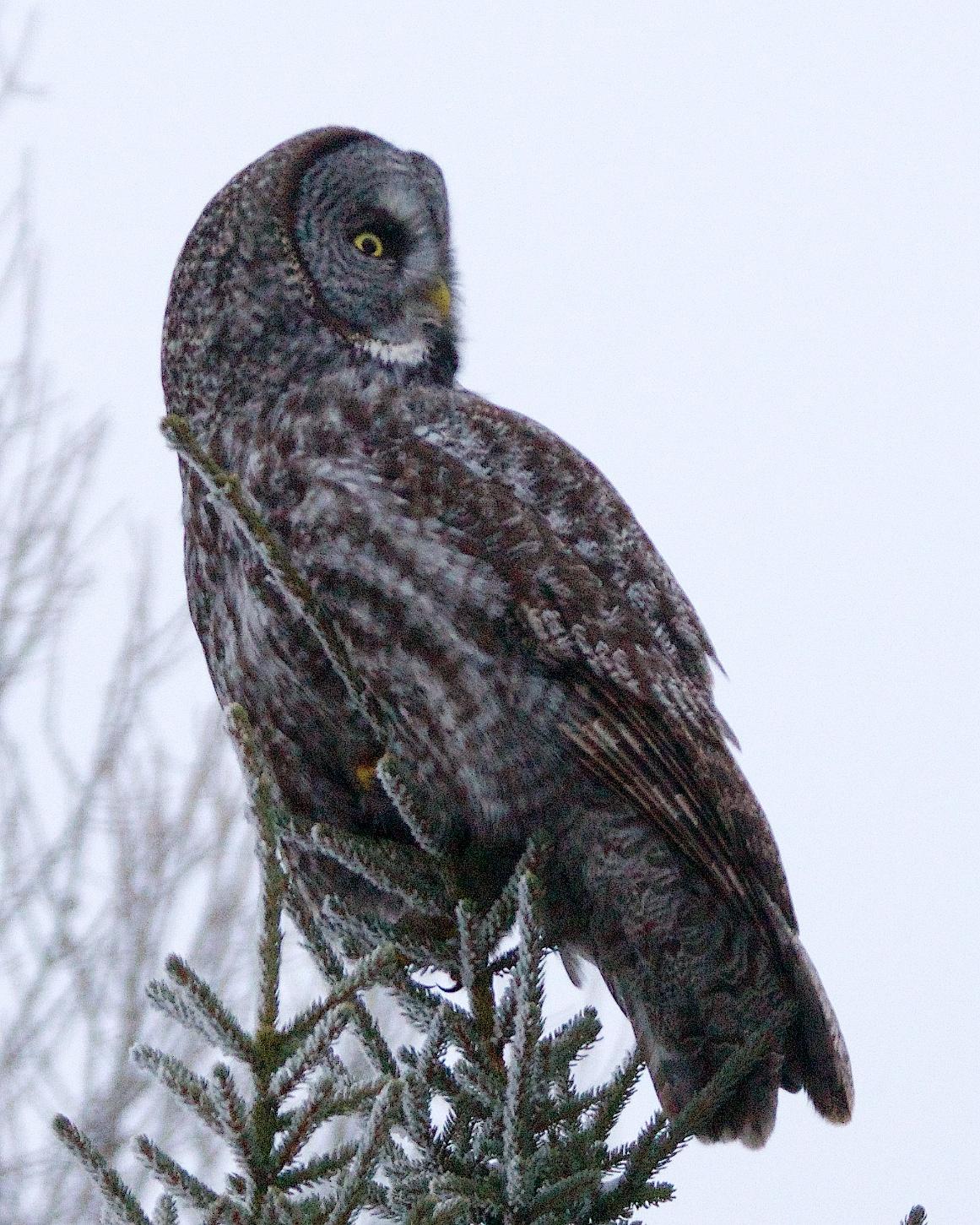 Great Gray Owl Photo by Gerald Hoekstra