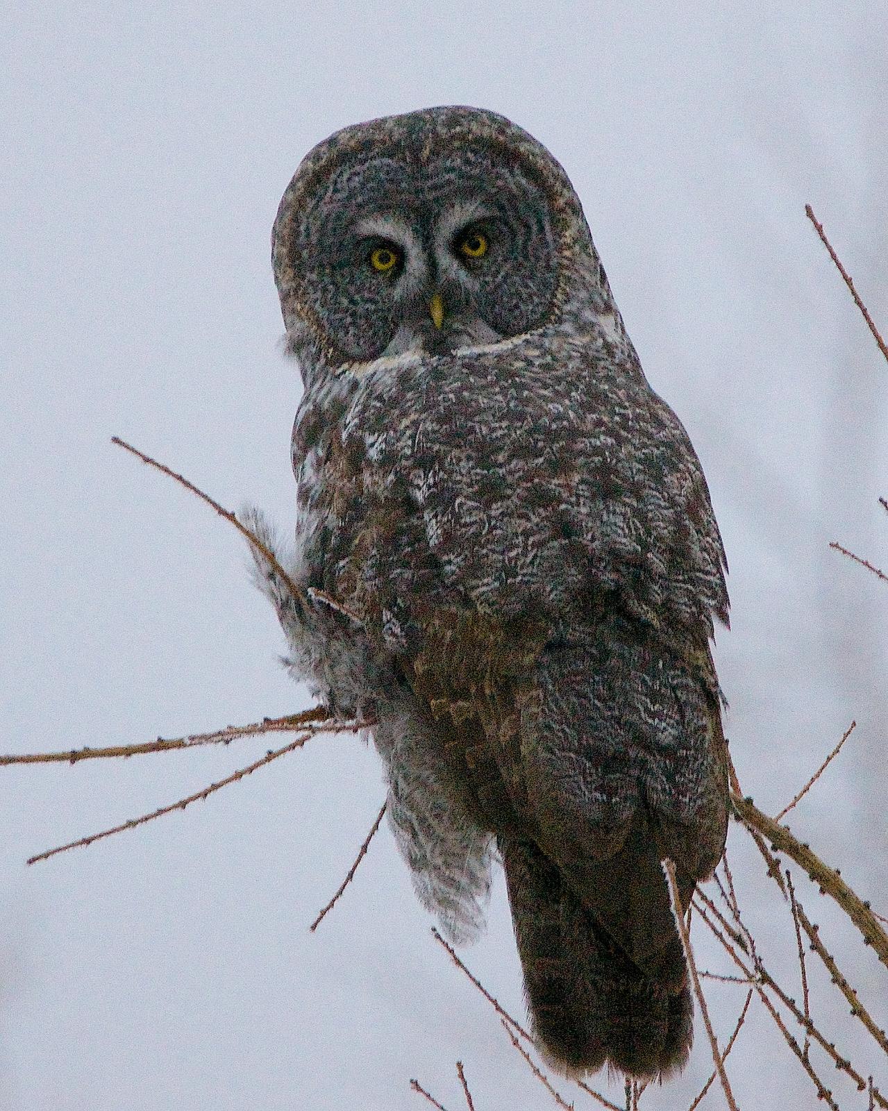 Great Gray Owl Photo by Gerald Hoekstra