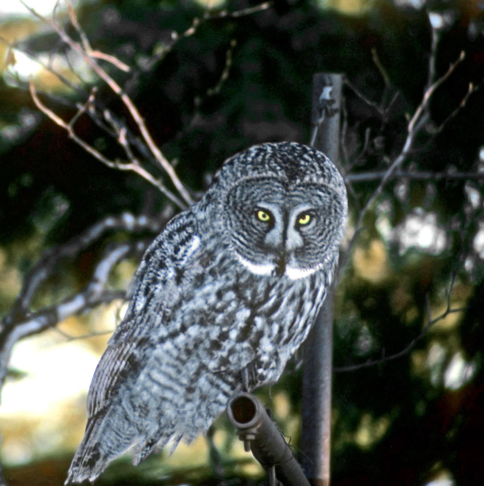 Great Gray Owl Photo by Steven Mlodinow