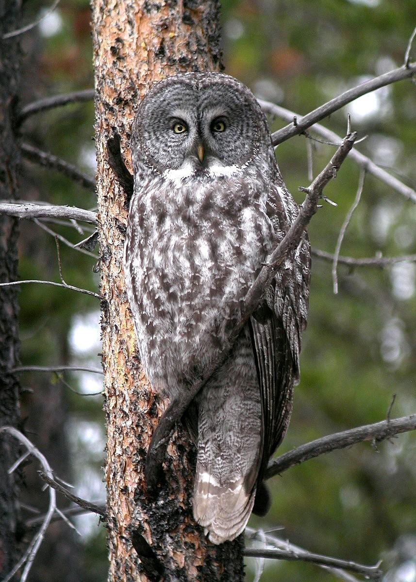 Great Gray Owl Photo by Nathan Kohler