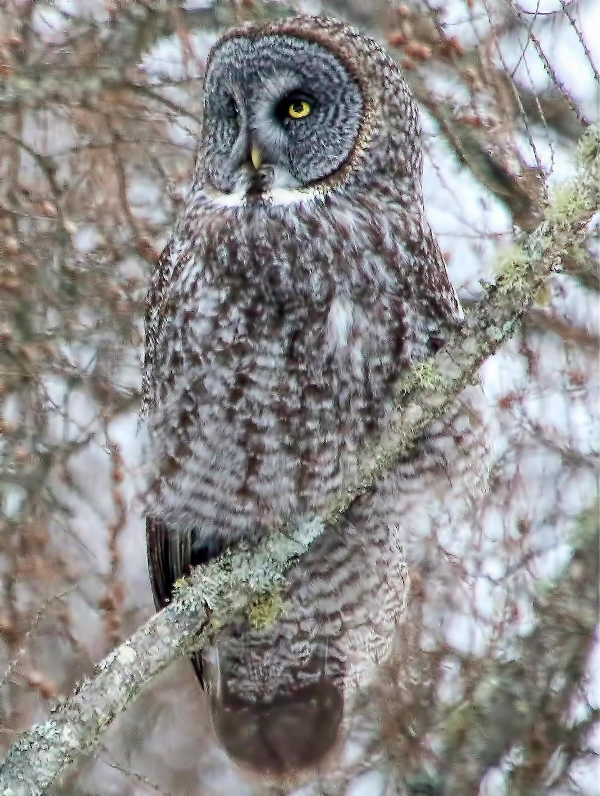 Great Gray Owl Photo by Dan Tallman