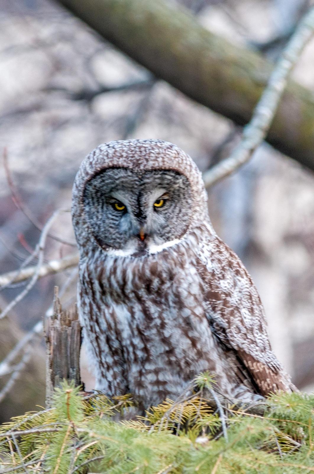 Great Gray Owl Photo by Layton  Rikkers