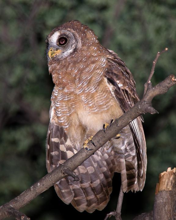 African Wood-Owl Photo by Robert Lewis