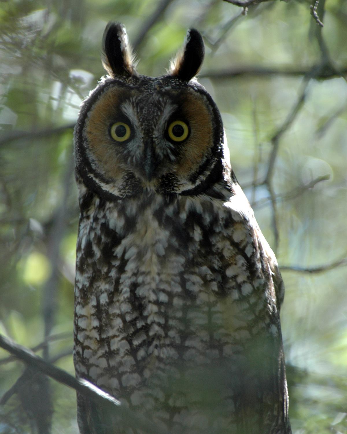 Long-eared Owl Photo by Magill Weber