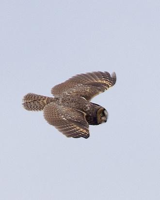 Long-eared Owl Photo by Gerald Hoekstra