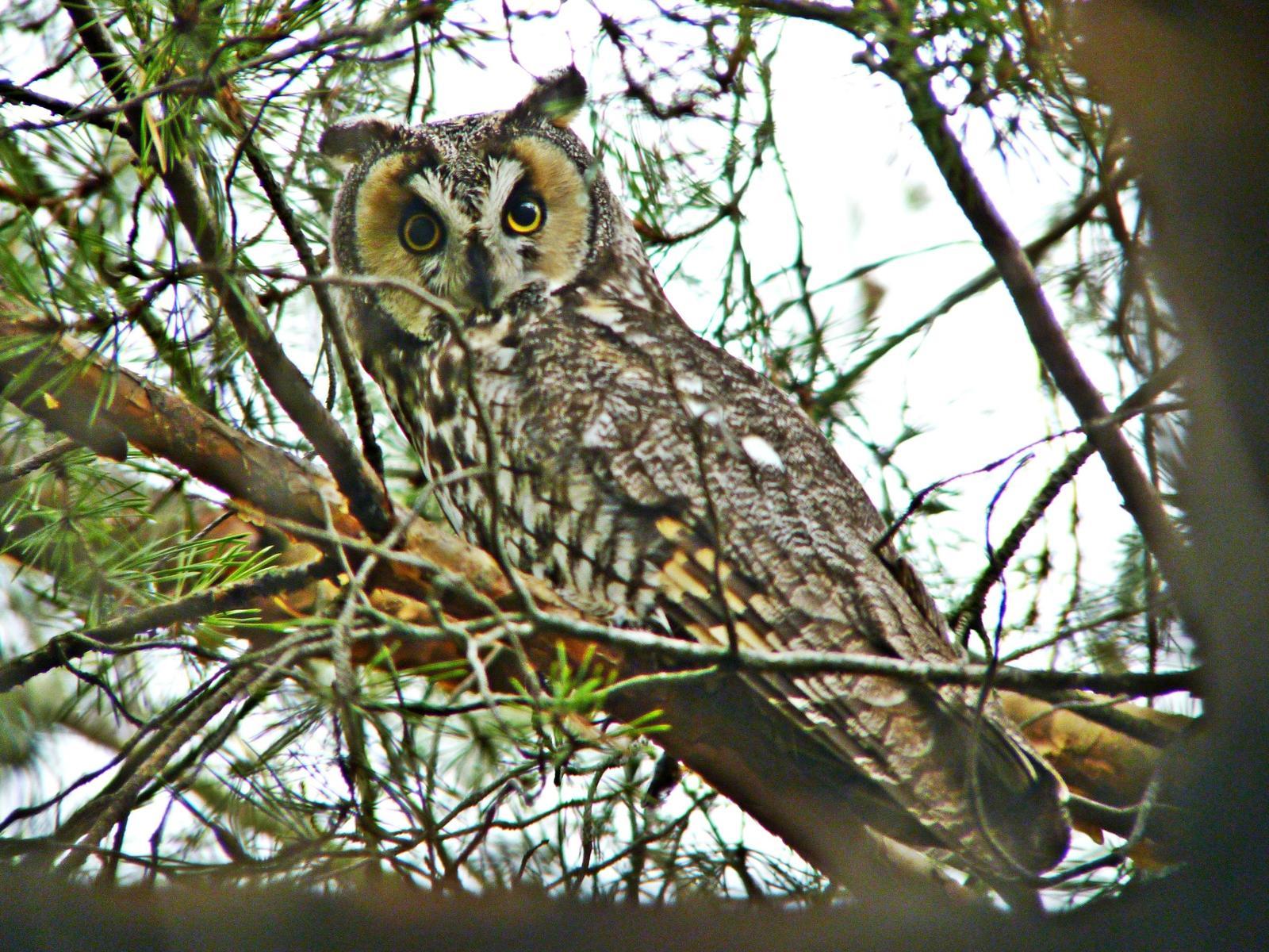Long-eared Owl Photo by Bob Neugebauer