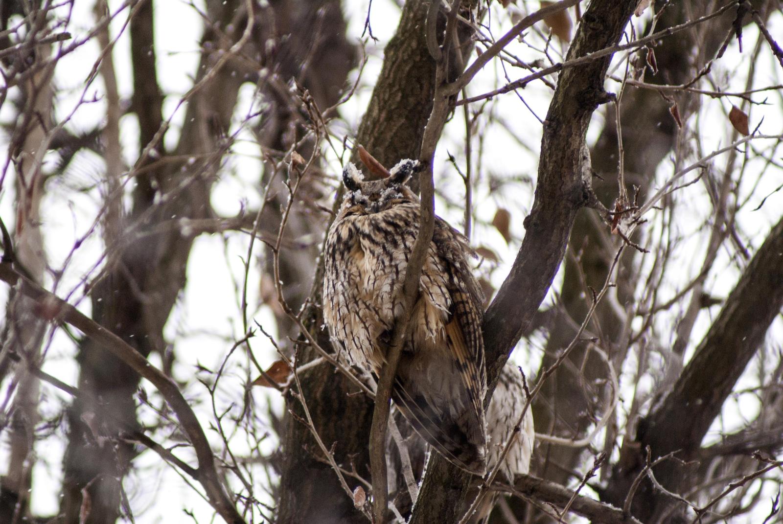 Long-eared Owl Photo by African Googre