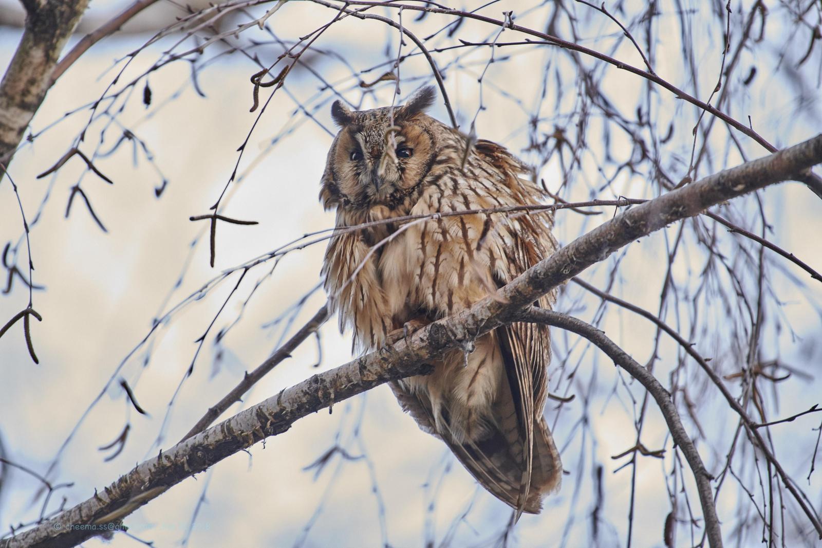 Long-eared Owl Photo by Simepreet Cheema