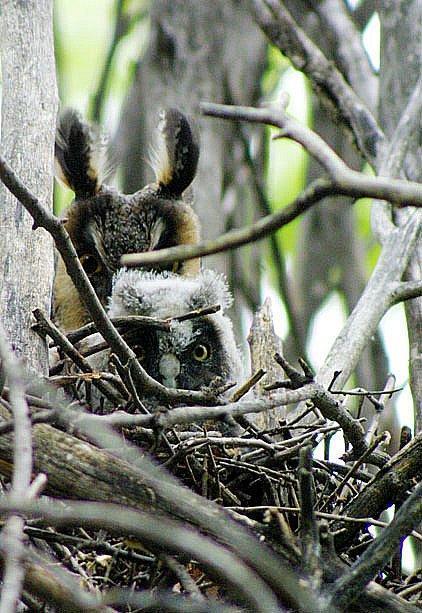 Long-eared Owl Photo by Dan Tallman