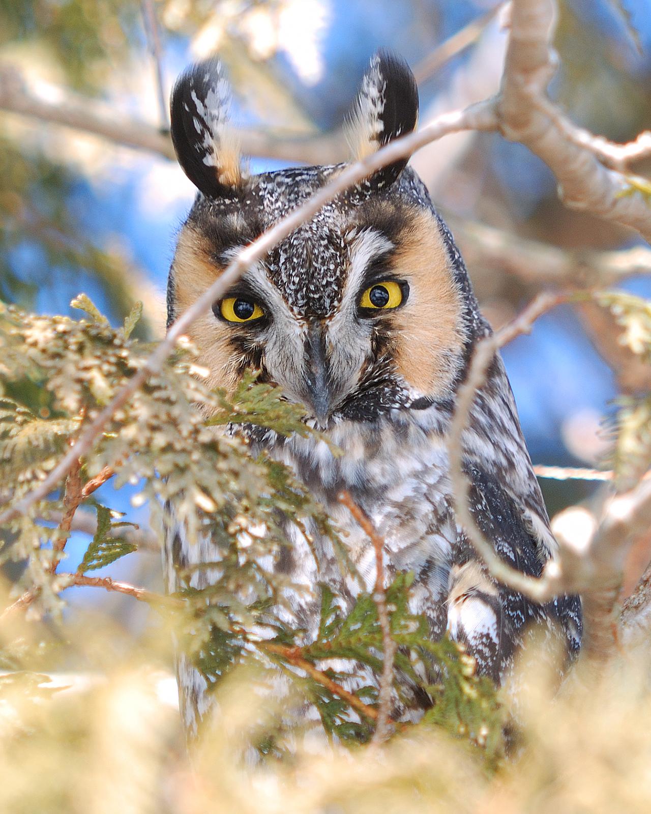 Long-eared Owl Photo by Mark Blassage