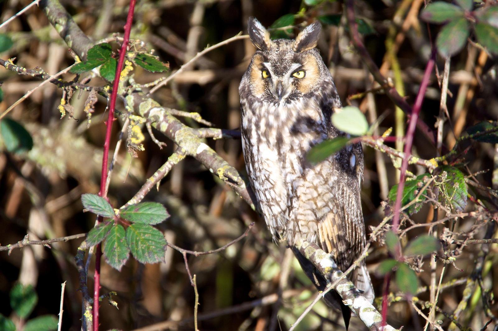 Long-eared Owl Photo by Brian Avent