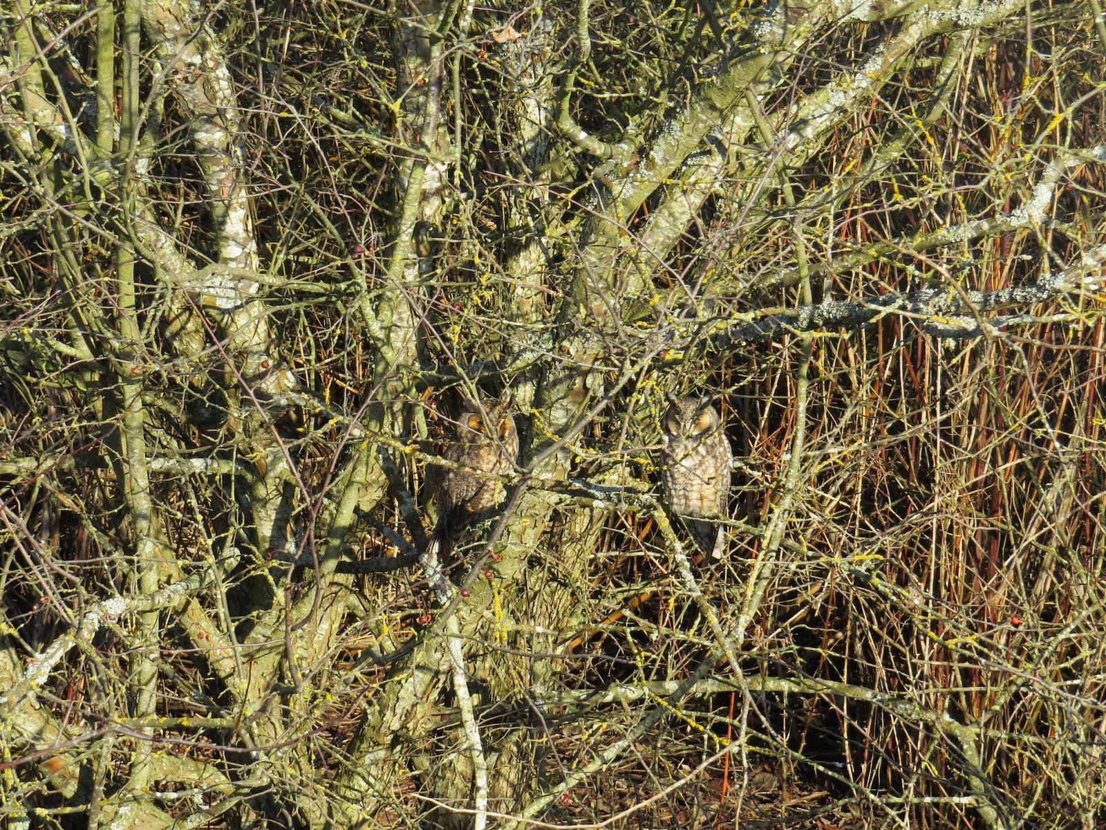 Long-eared Owl Photo by Brian Avent