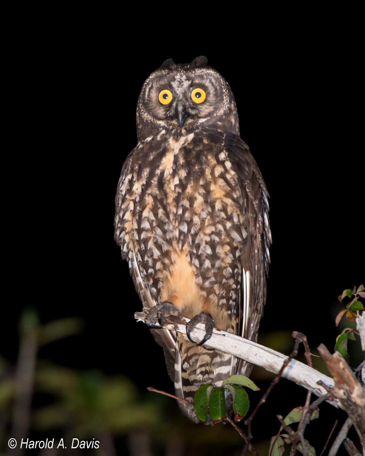 Stygian Owl Photo by Harold Davis