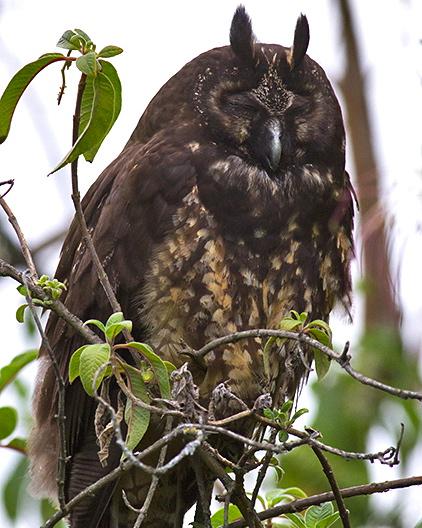 Stygian Owl Photo by Sam Woods