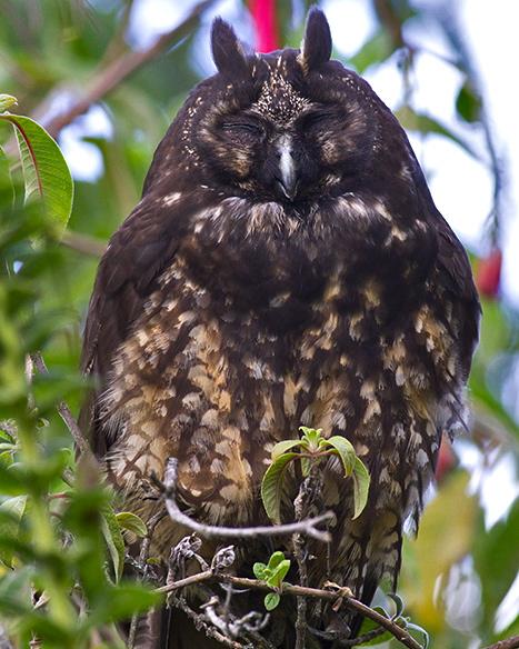 Stygian Owl Photo by Sam Woods
