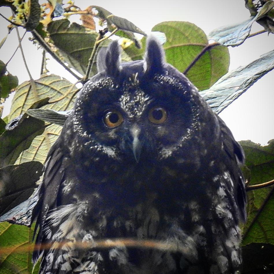 Stygian Owl Photo by Julio Delgado