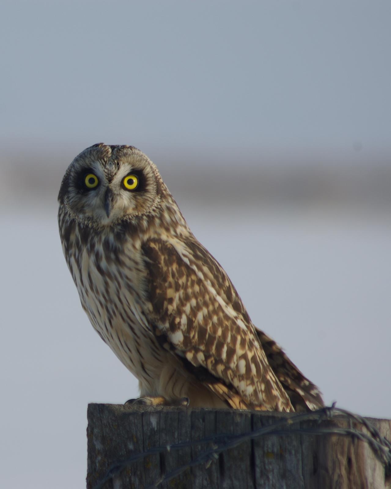 Short-eared Owl Photo by Leah R. Lewis