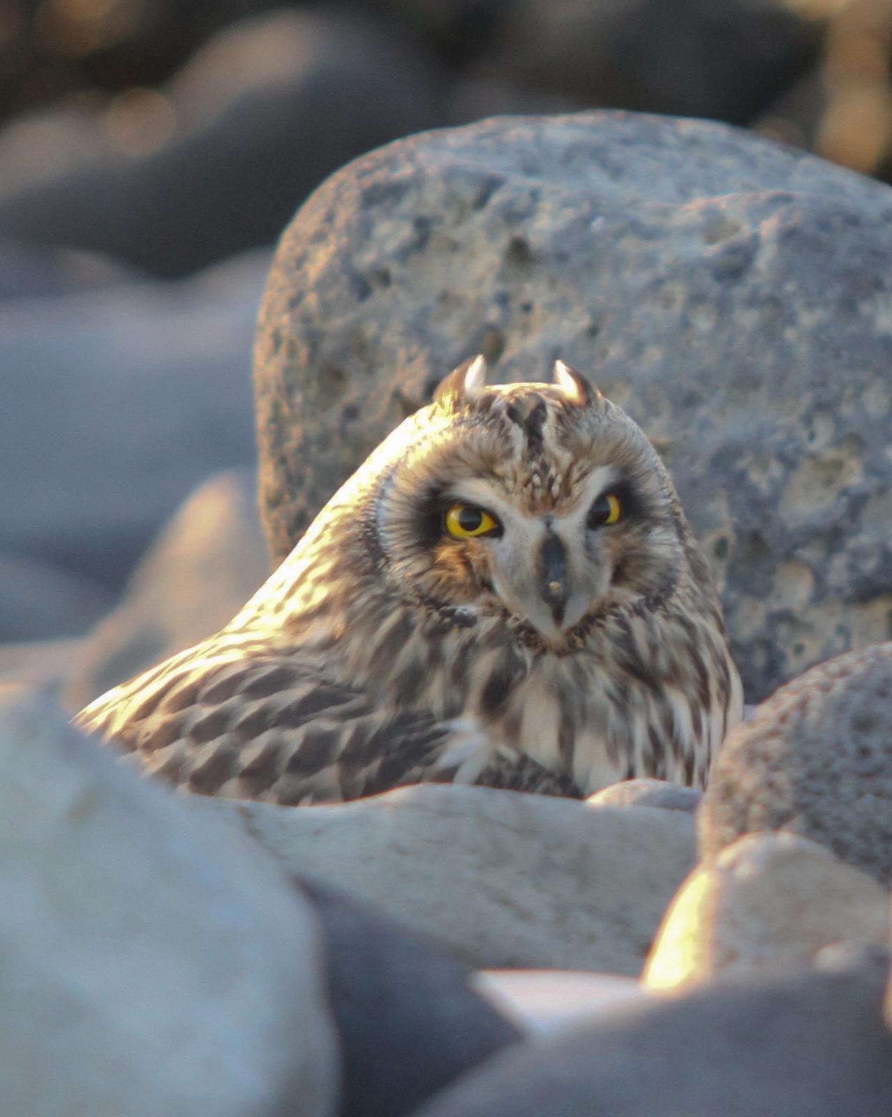 Short-eared Owl Photo by Kasia  Ganderska Someya 