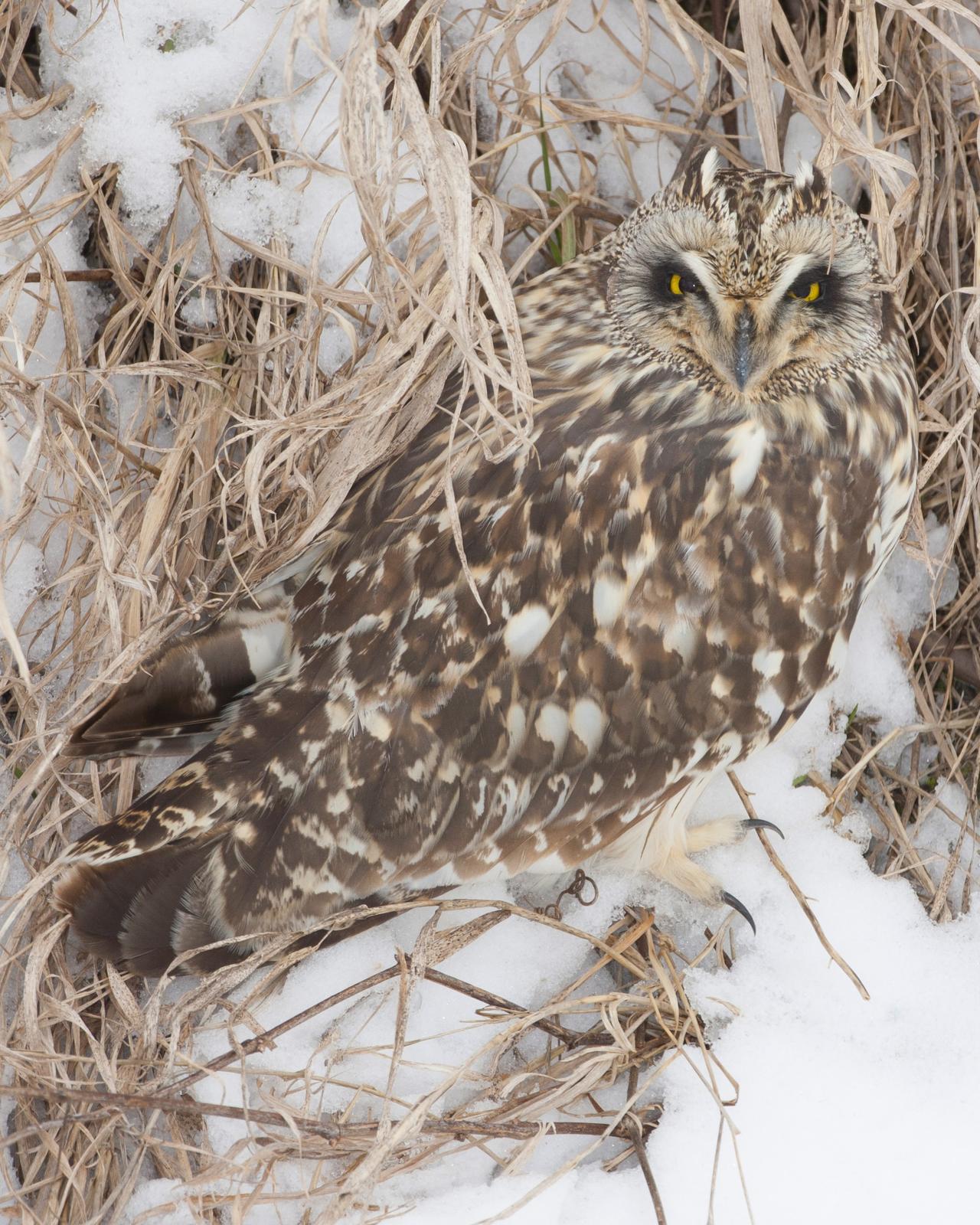 Short-eared Owl Photo by Jeff Moore