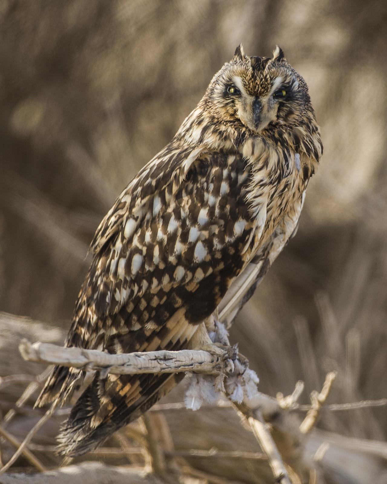 Short-eared Owl Photo by Humoud Alshayji