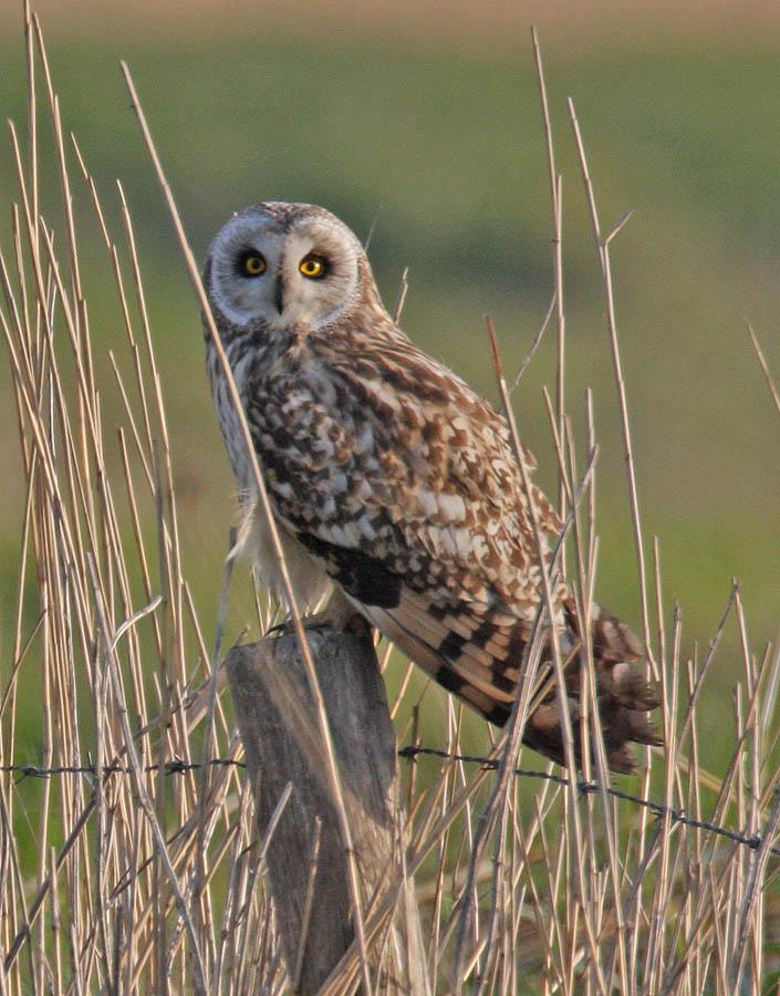 Short-eared Owl Photo by Peter Boesman