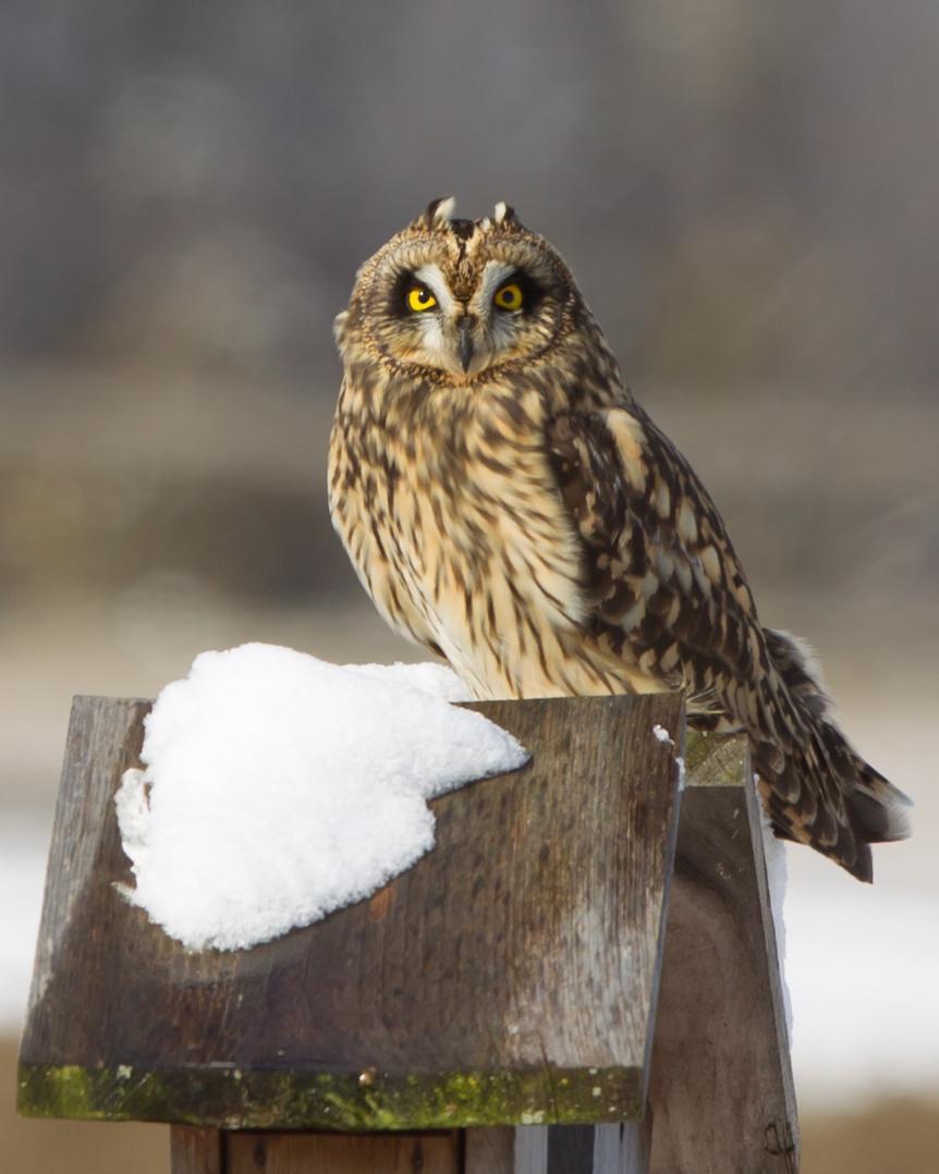Short-eared Owl Photo by Kevin Berkoff