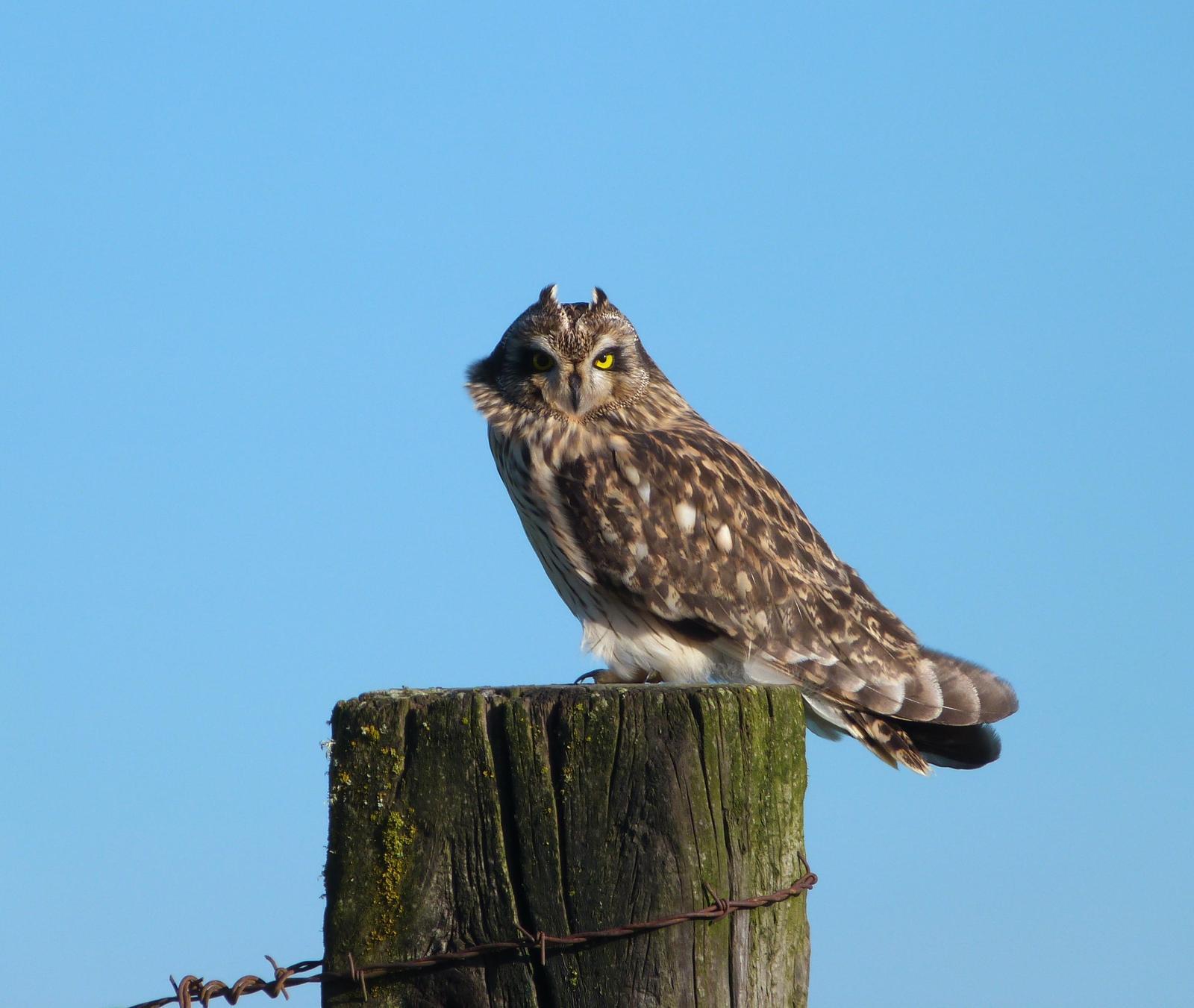 Short-eared Owl Photo by Mark Nikas