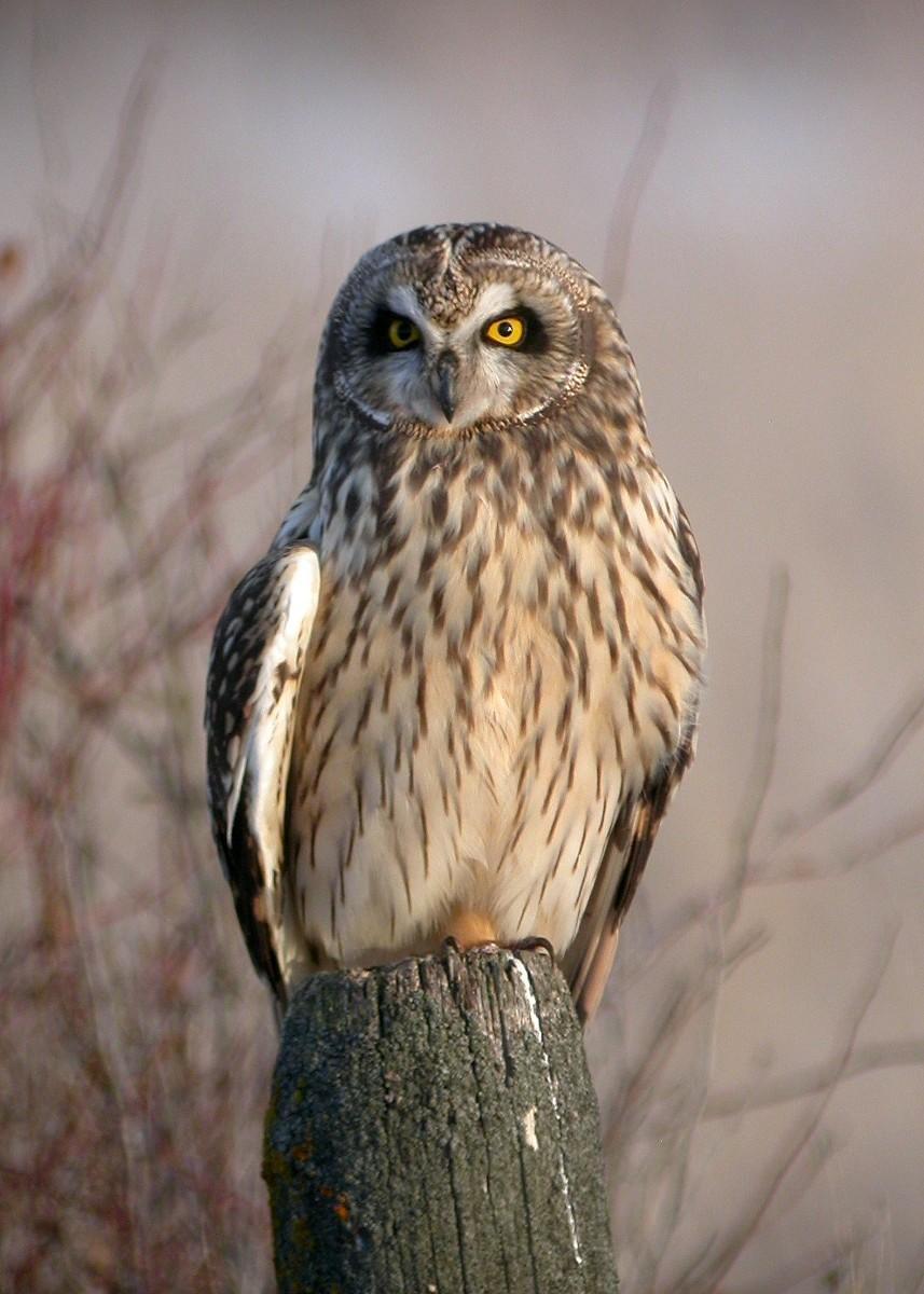 Short-eared Owl Photo by Nathan Kohler