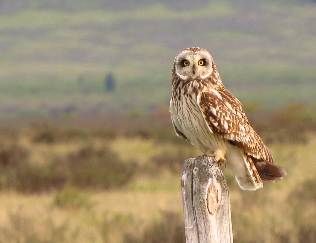 Short-eared Owl Photo by Marilyn Kircus