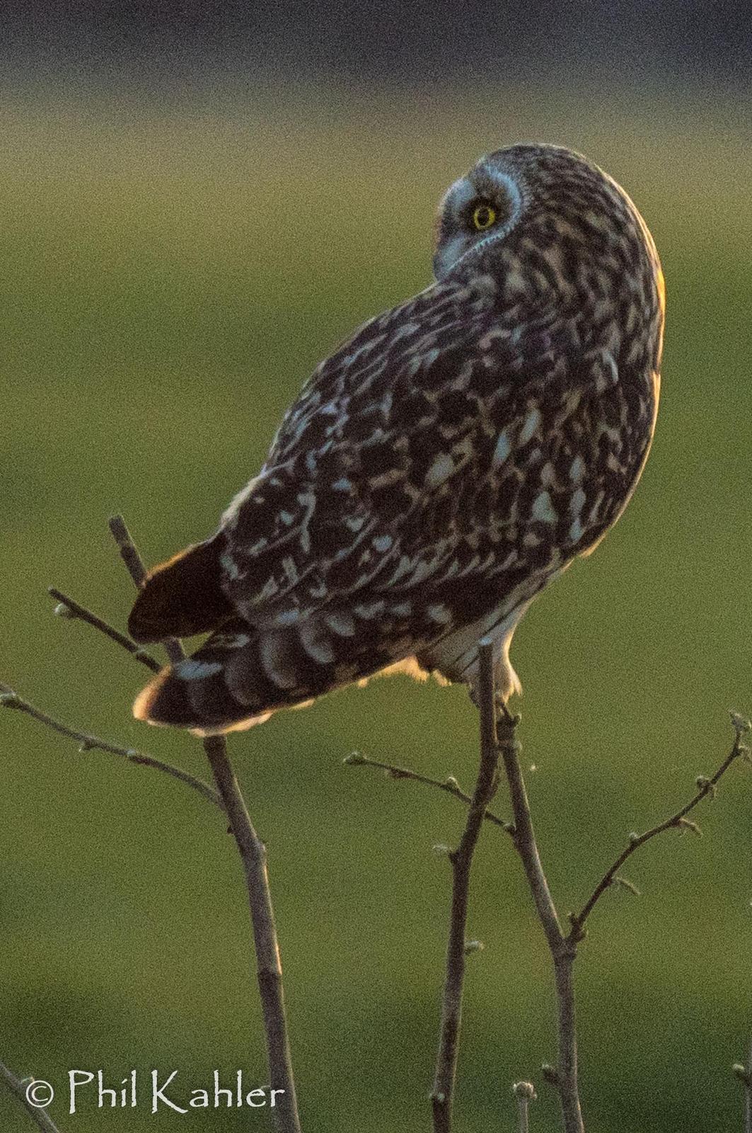 Short-eared Owl Photo by Phil Kahler