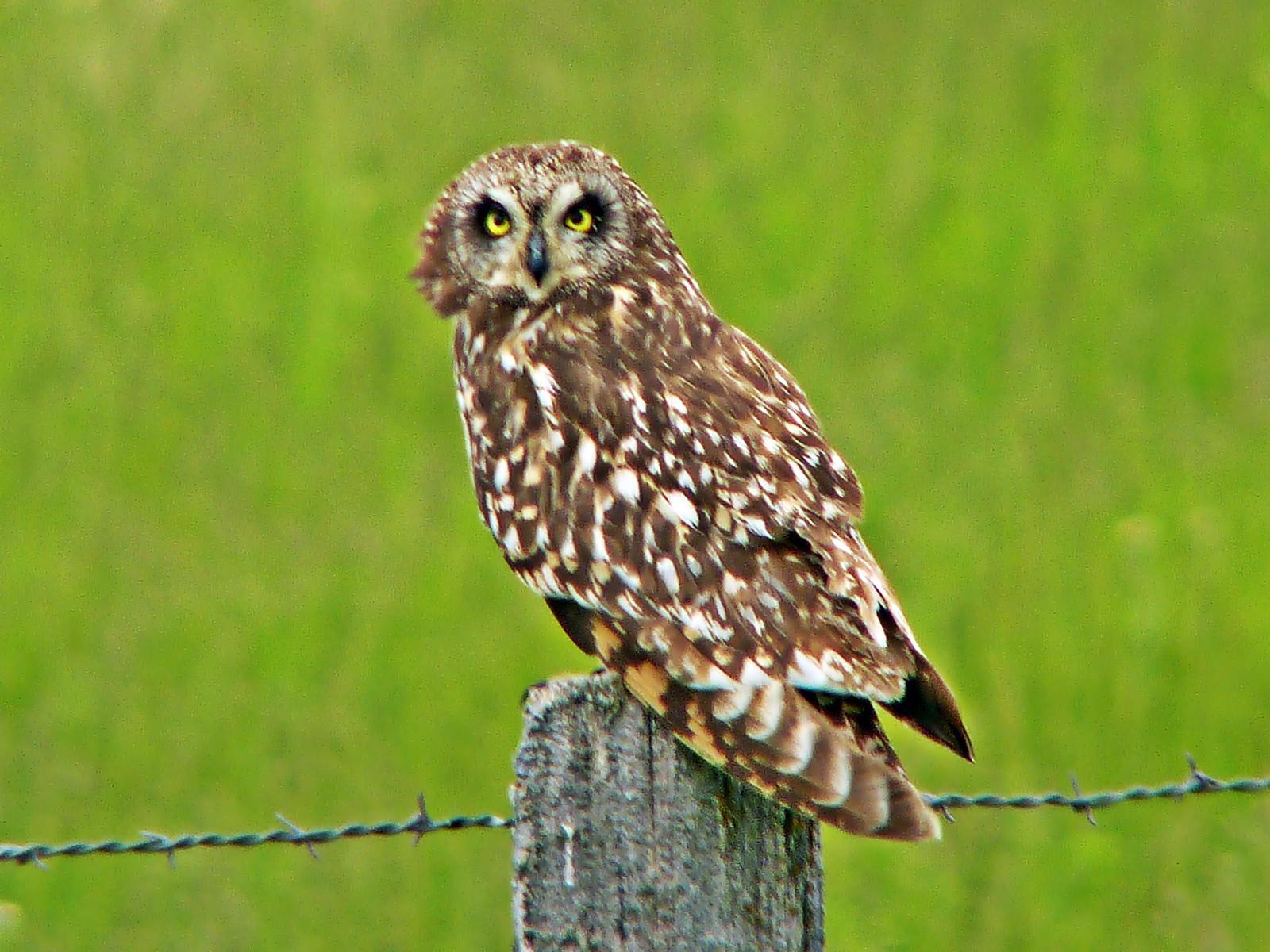 Short-eared Owl Photo by Bob Neugebauer