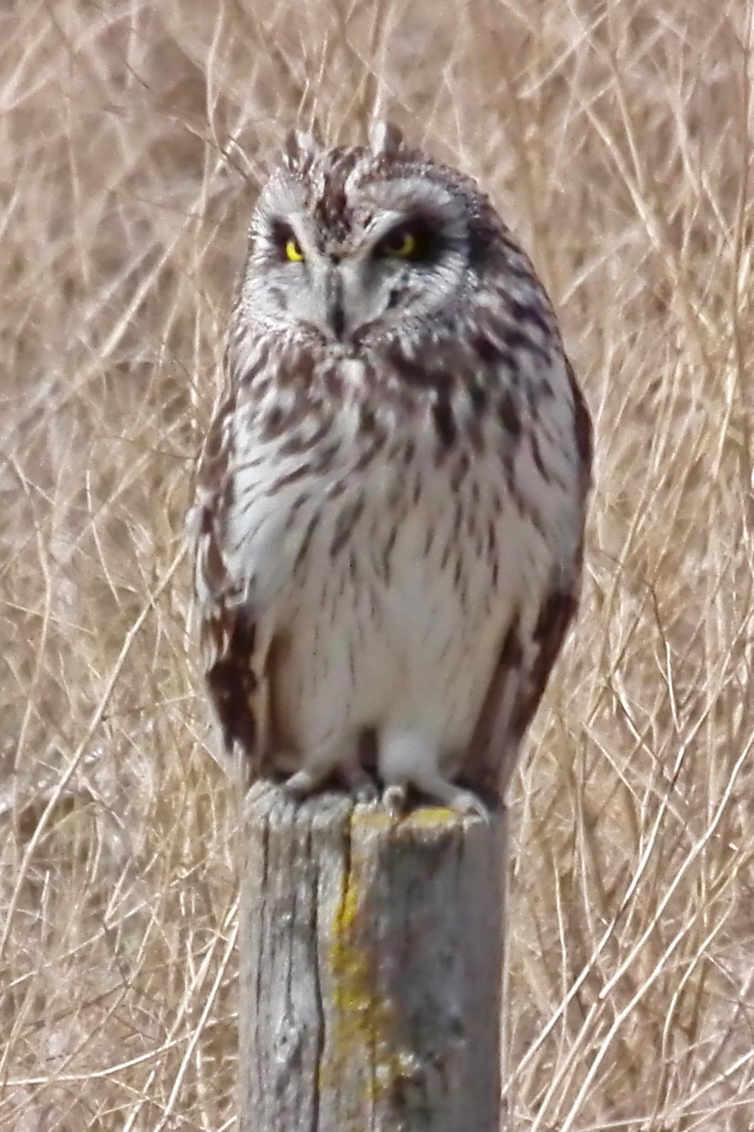 Short-eared Owl Photo by Enid Bachman