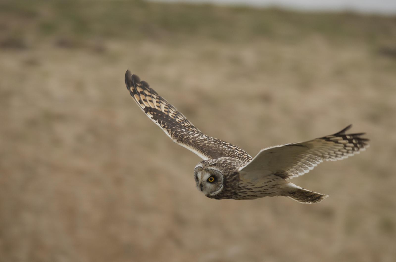 Short-eared Owl Photo by Anthony Bucci
